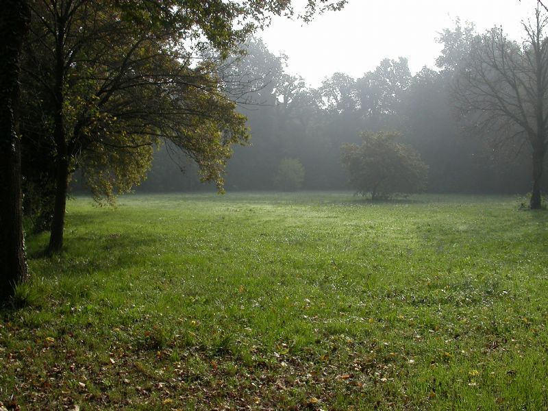 Bosco della Fontana